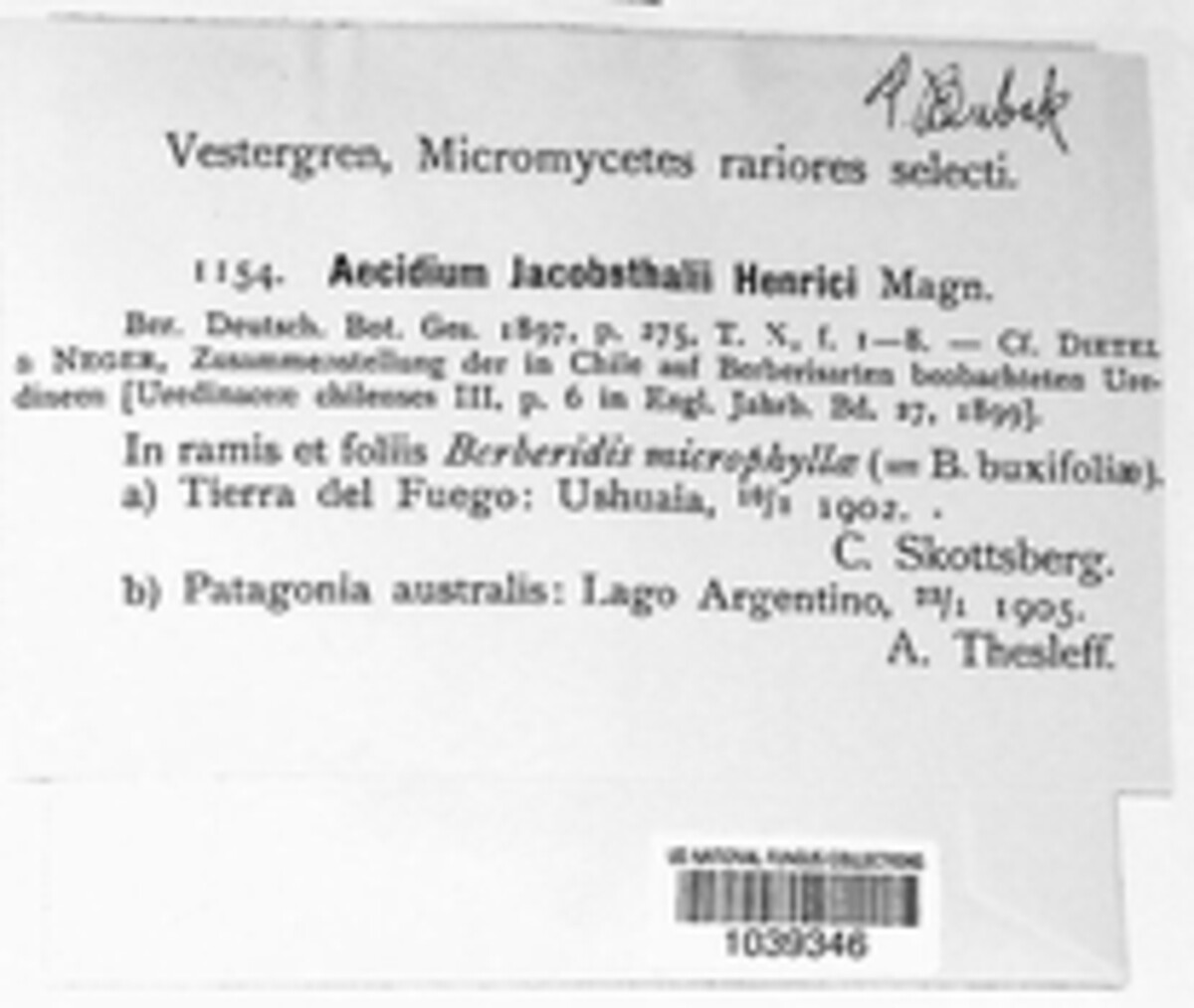 Aecidium jacobsthalii-henrici image